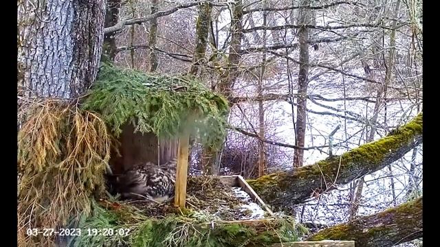 Male Eagle Owl Delivers Prey ? 03/27/23 19:19 смотреть онлайн