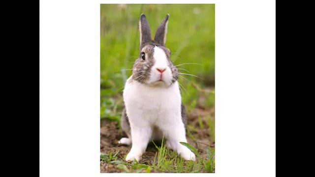 животные - Animals In Russian