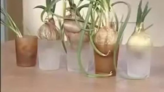 приспособление для выращивания зеленого лука смотреть онлайн