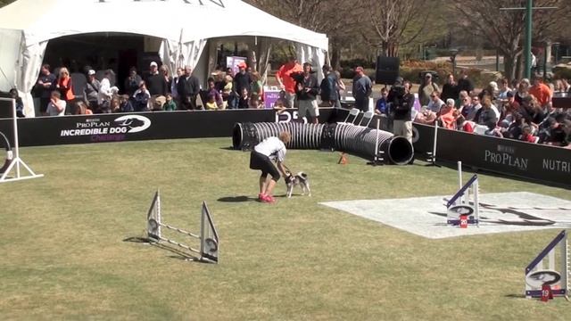 Inara vs The Eastern Regionals of the Purina ProPlan Incredible Dog Challenge смотреть онлайн