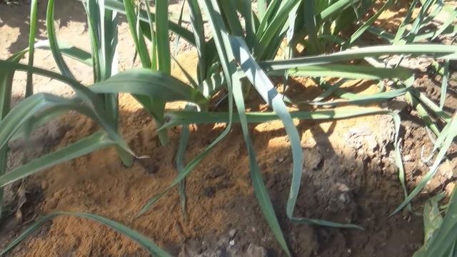 Выращивание лука-поря и черешкового сельдерея. Уход в августе. Подкормки, отбеливание, окучивание