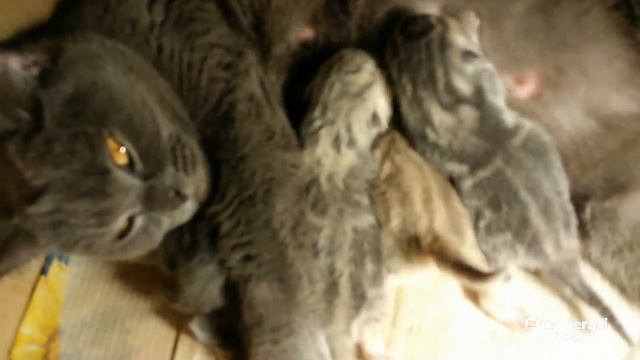 Kittens Кошка родила котят #Kittens #Cat #Котята смотреть онлайн