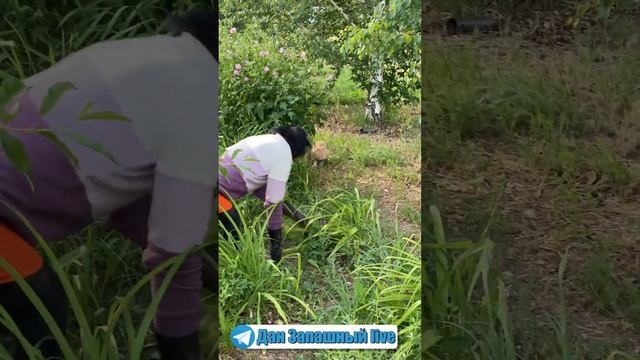 ЖУТЬ! НАГЛЫЙ КОТЭ качает права у ШИМПАНЗЕ! Такого Вы не видели