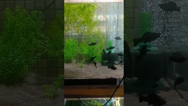 Велифера Нигра,подростки,30.05.2023г смотреть онлайн