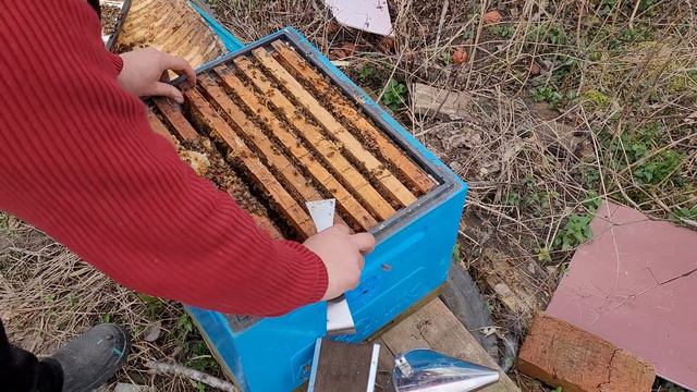 Смотрим семью.У которой 18 января был печатный расплод. смотреть онлайн