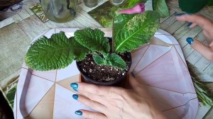 Стрептокарпусы уход. Когда лучше пересаживать стрептокарпус?