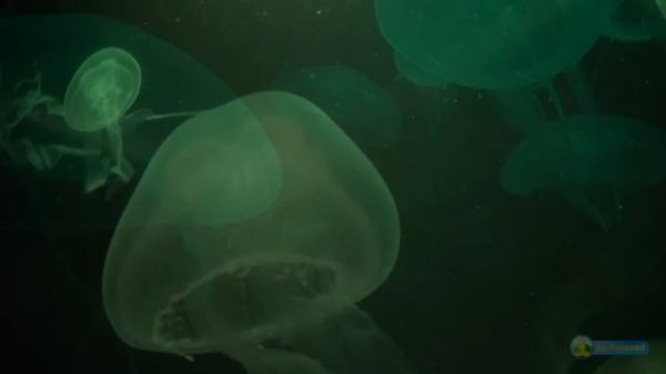 Jellyfish (deeply relaxing)