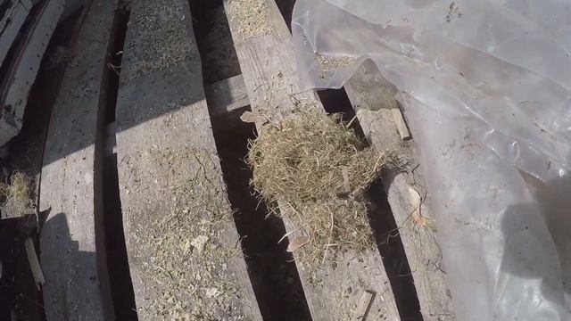 Мышь родила мышат смотреть онлайн