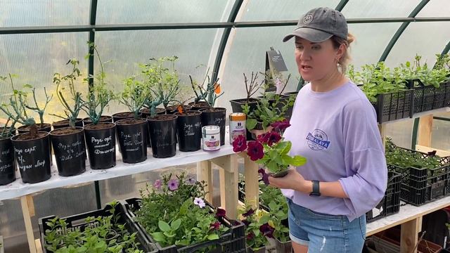 Гиганские петунии в наличии смотреть онлайн