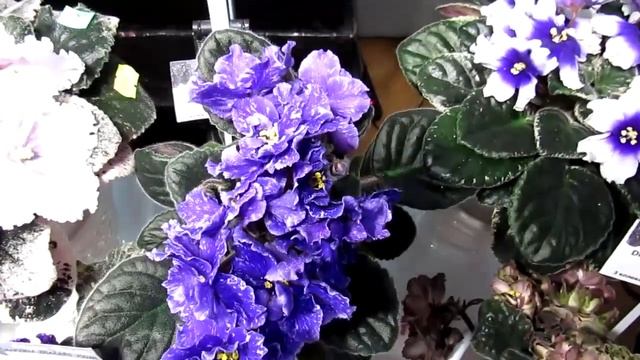 Выставка фиалок в Киеве 2021 на Театральной Дмитрий Денисенко смотреть онлайн