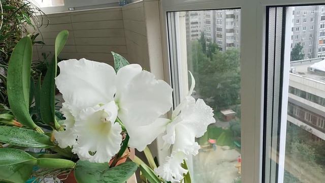Rlc. Snow White смотреть онлайн
