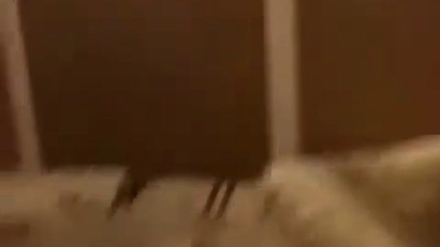 Хаски роды или выход номер два смотреть онлайн