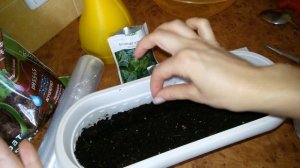 Шпинат на подоконнике. Посев.