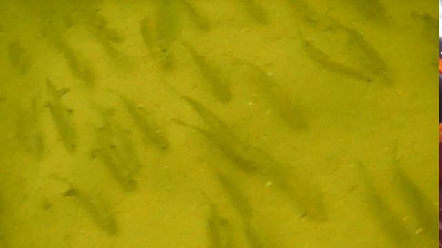 В мире животных смотреть онлайн