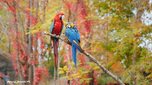 Красивая Мелодия До Слез! Сборник Лучших Мелодий От Которых Мурашки По Телу