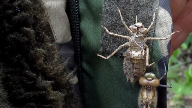 Рыбалка, чудеса природы, куколка стрекозы, не каждый день такое вижу смотреть онлайн