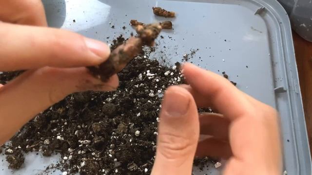 Get Your Oxalis Triangularis Out Of Dormancy смотреть онлайн