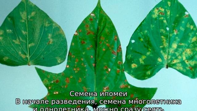 Ипомея — что за растение, описание, сорта смотреть онлайн