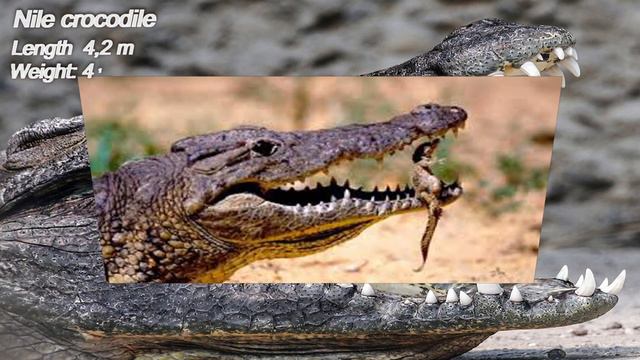TOP most Powerful Crocodiles in the World смотреть онлайн