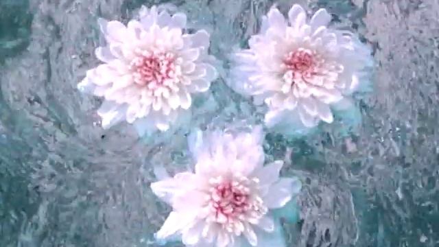 Panasonic "Цветы" смотреть онлайн