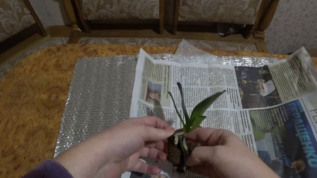 Орхидея за 50 гривен! смотреть онлайн