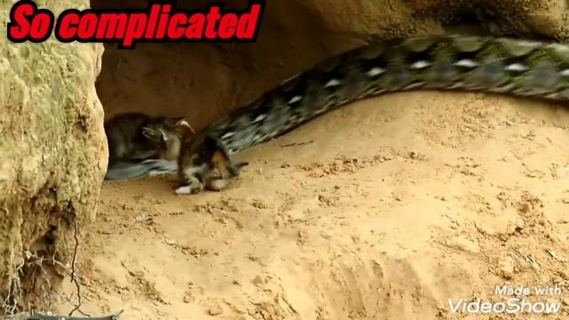 ?Kittens Were Attacked By Snakes ??? смотреть онлайн