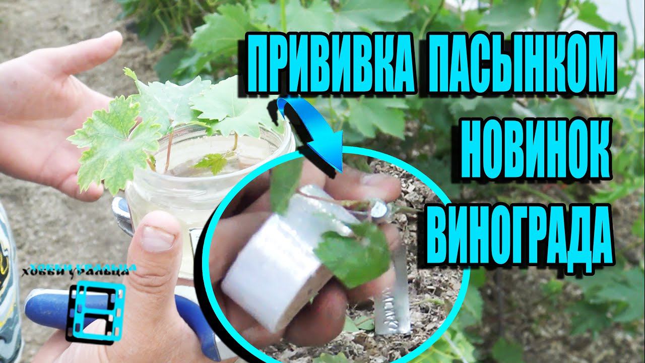 ПРИВИВКА НОВИНОК ВИНОГРАДА ПАСЫНКОМ ЗЕЛЕНОЕ В ЗЕЛЕНОЕ. СЕВЕРНЫЙ ВИНОГРАДНИК 12-21 ВИНОГРАД В ТЕПЛИЦЕ смотреть онлайн