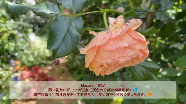雨続きの晴れ間、薔薇が彩る小さなお庭 | David Austin Roses | June Garden Tour | 🌹 MK*Roses 🌹 Zone 8a смотреть онлайн