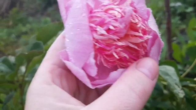 Пионы восходящего лета. смотреть онлайн