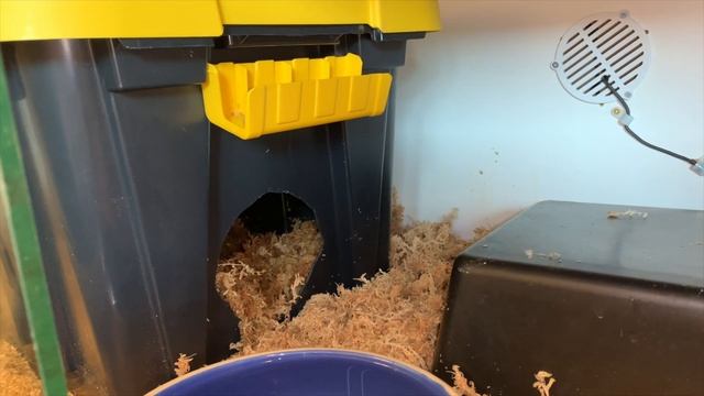 60+ Python Eggs, First-Born Black-Headed Python, More Womas... OH MY - Centralian Exotics VLOG 12 смотреть онлайн