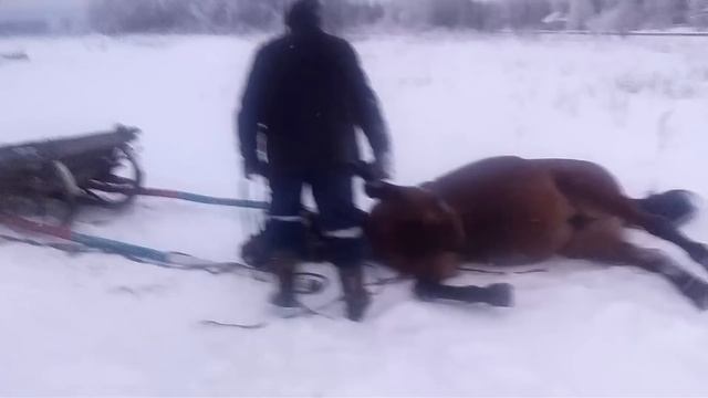 Прикол Хитрая лошадка. Часть. смотреть онлайн