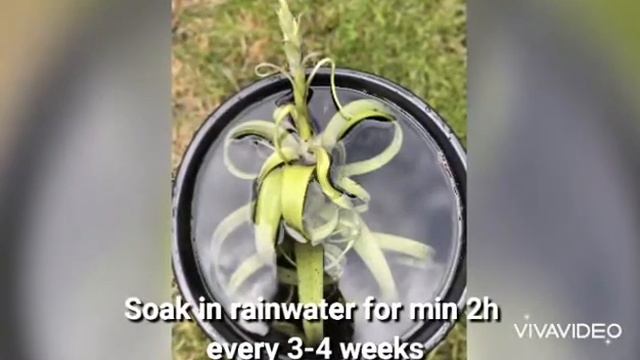 Tillandsia Curly Slim| Oplątwa Curly Slim|How to care for Curly Slim|Jak dbać o Curly Slim|Air plan смотреть онлайн