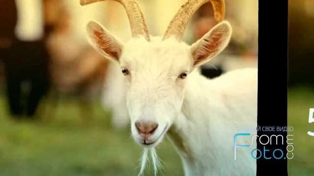 Слайд шоу сделать для ребенка на день рождения бесплатно 2014 смотреть онлайн