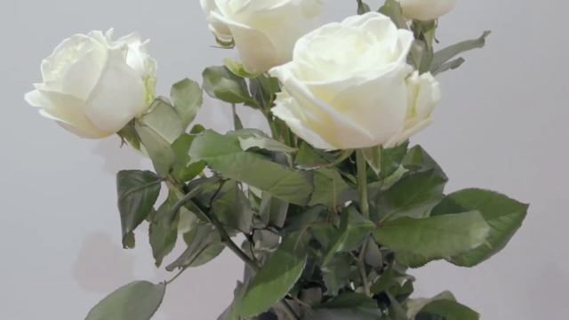 Кустовая белая роза смотреть онлайн