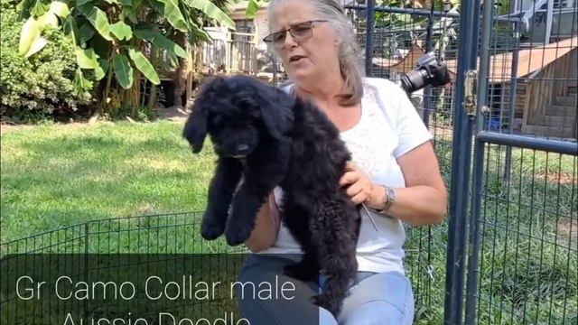 Virginia Coast Poodles Aussiedoodles 8-2-2021 Fancy Boy Green Camo смотреть онлайн