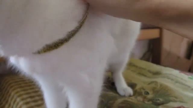 Котята приходят в гости.Кормить котов.Игра живой котик.Play with the cute cat. смотреть онлайн