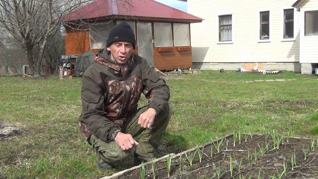Всхожесть 100 % Озимый чеснок весной. смотреть онлайн