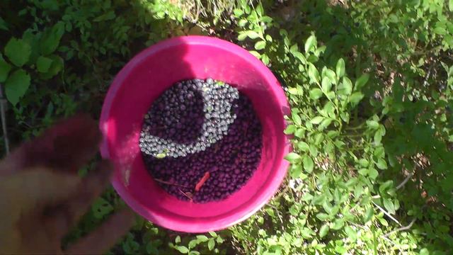 За черникой смотреть онлайн