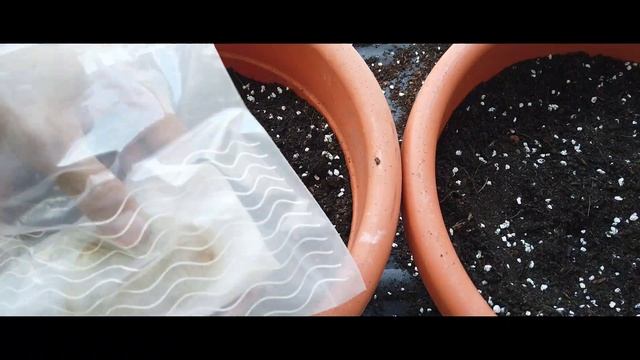 How to grow a mango tree from seed! смотреть онлайн