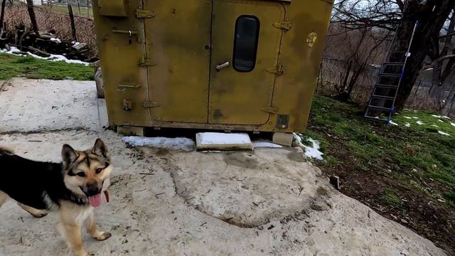 IS THIS LOVE ? / Это Любовь? Знакомство Дуси с Бродягой. Реакция собак на новенького ! смотреть онлайн