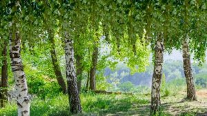 Березы природа лето футаж фон для монтажа видео скачать бесплатно footage hd background