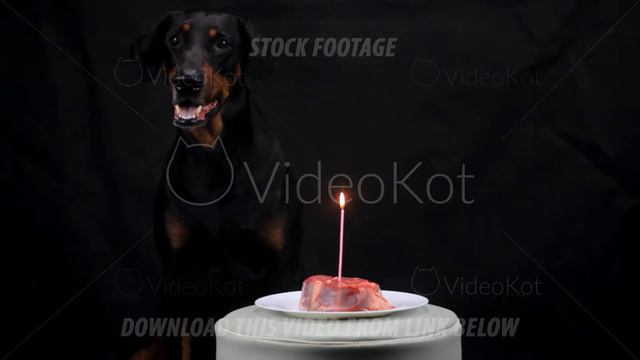 Black Doberman sitting in front of meat with burning candle смотреть онлайн