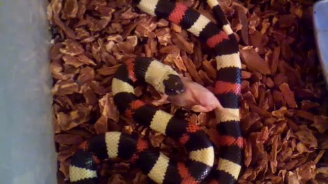 Молочная змея Кэмпбелла ест смотреть онлайн