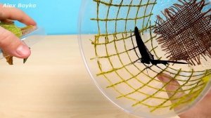 Как вырастить тропических бабочек из кокона у себя дома! alex boyko