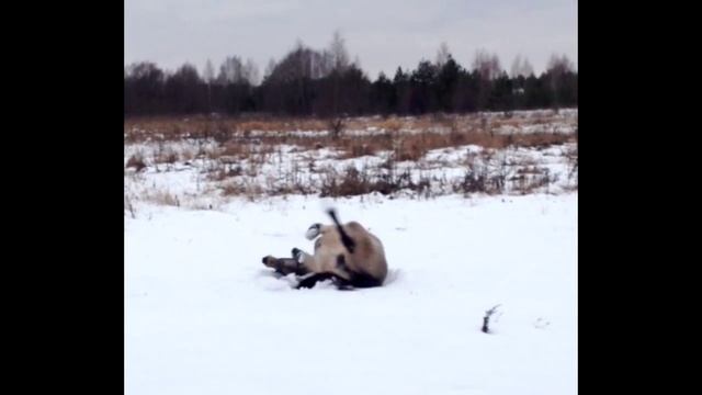 Лошадь валяется в снегу. смотреть онлайн