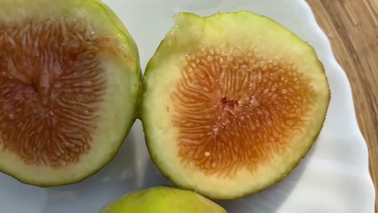 Выращиваем инжир ❤️ смотреть онлайн