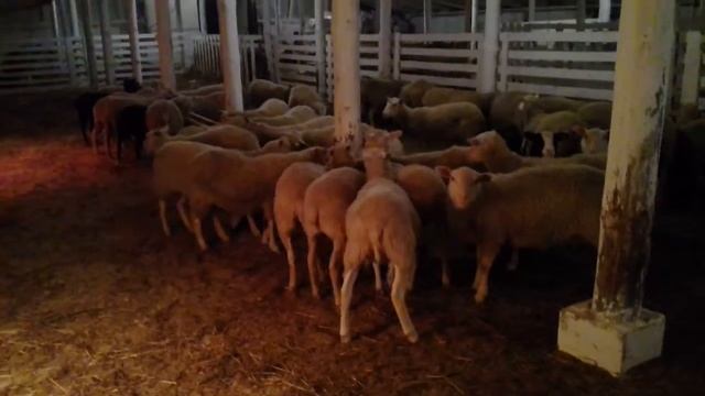 КФХ "ВАЛДАЙ". Кормление породы овец Финский Ландрас (finnsheep) смотреть онлайн