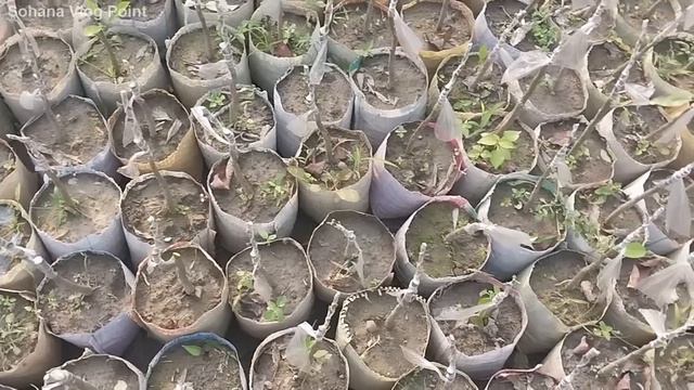 Review of Air Layering of Grapefruit Tree in my garden смотреть онлайн