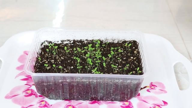 ЛЬВИНЫЙ ЗЕВ, Посев семян на рассаду смотреть онлайн