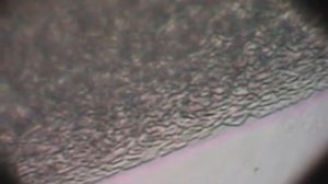 Сахалинский осетр